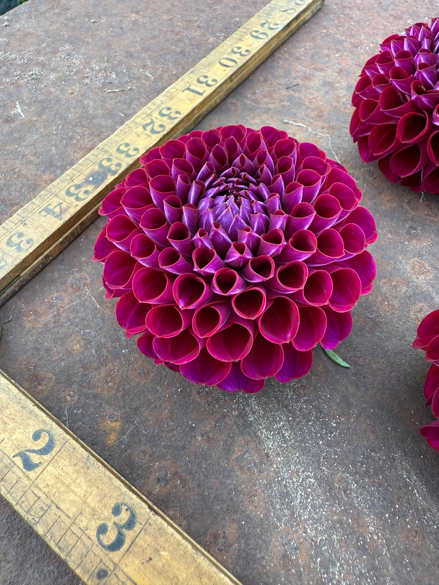 Ivanetti - Dahlia Tuber