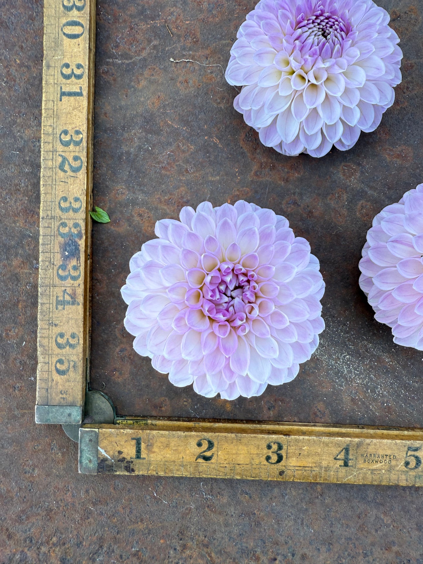 Megan Dean - Dahlia Tuber