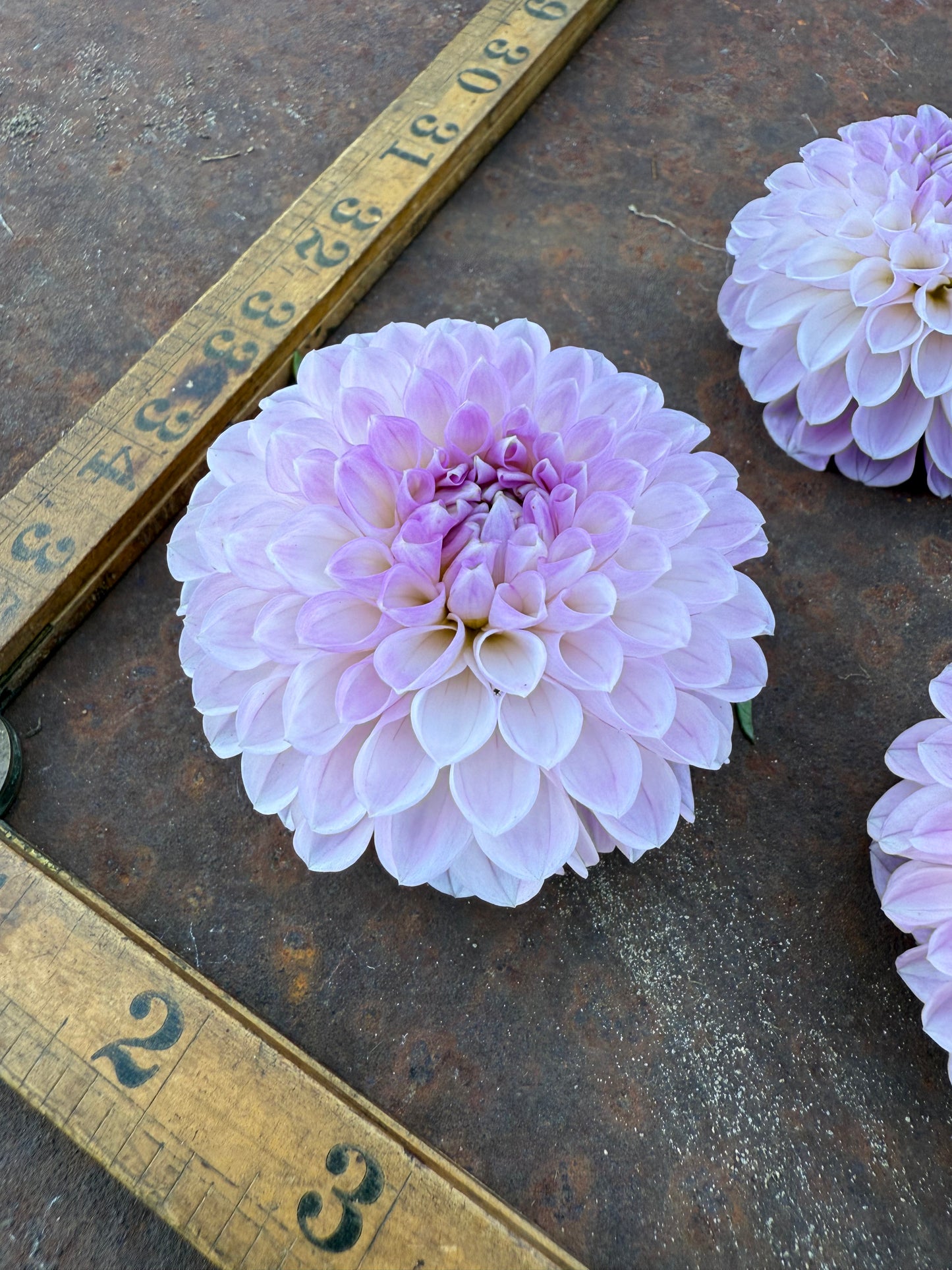 Megan Dean - Dahlia Tuber