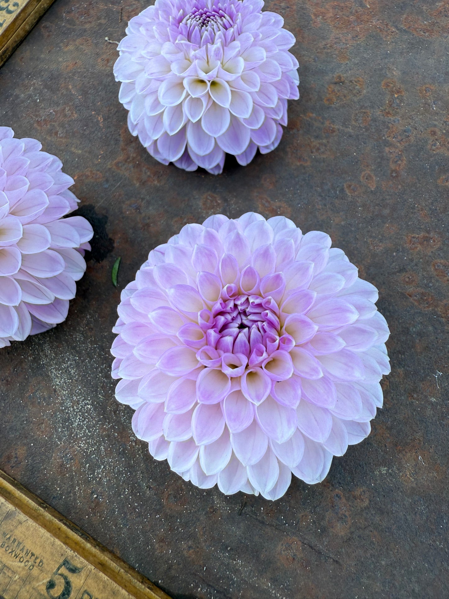 Megan Dean - Dahlia Tuber