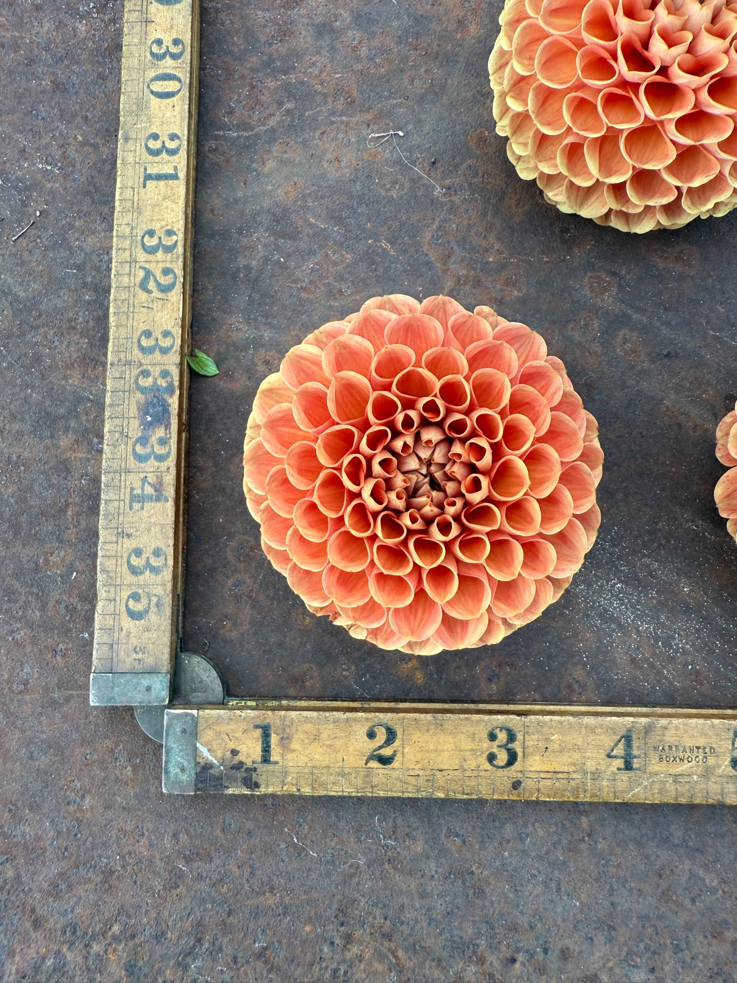 Cornel Bronze - Dahlia Tuber