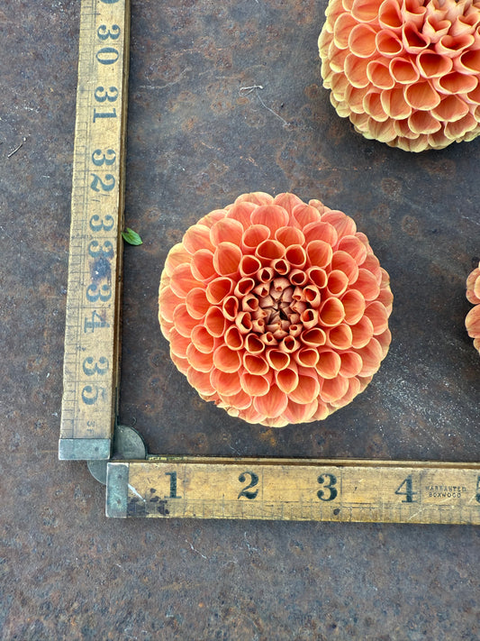 Cornel Bronze - Dahlia Tuber