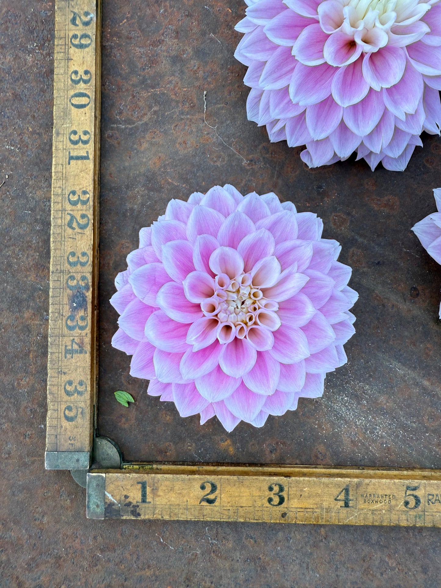 Sweet Love - Dahlia Tuber