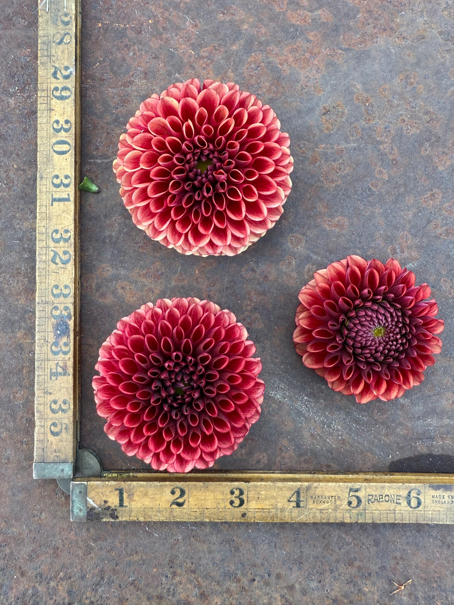 Copper Boy - Dahlia Tuber