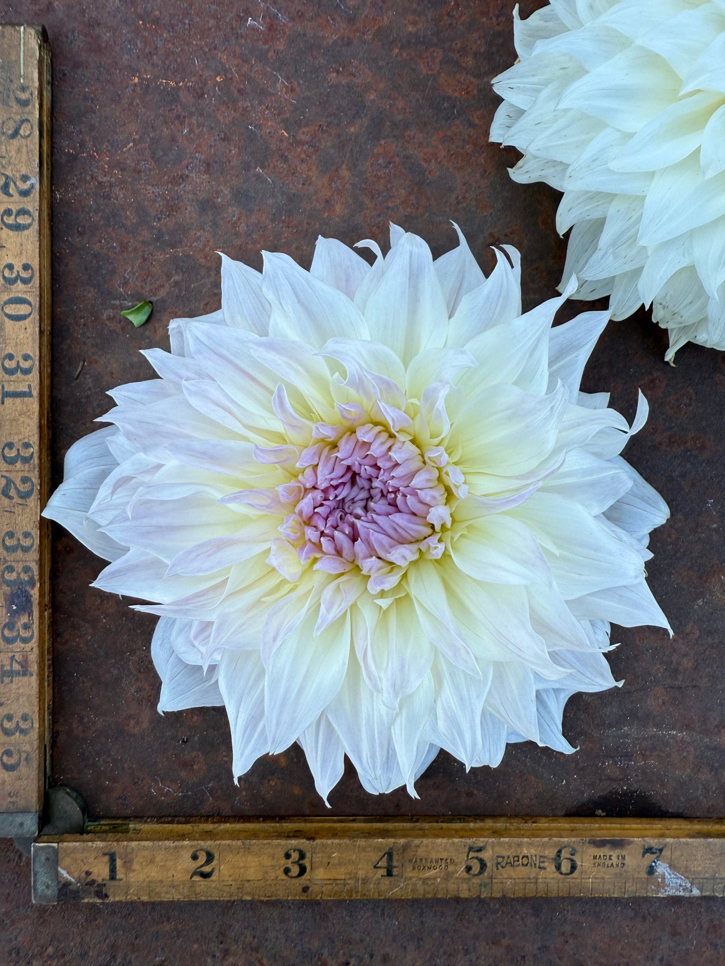 Shiloh Noelle - Dahlia Tuber