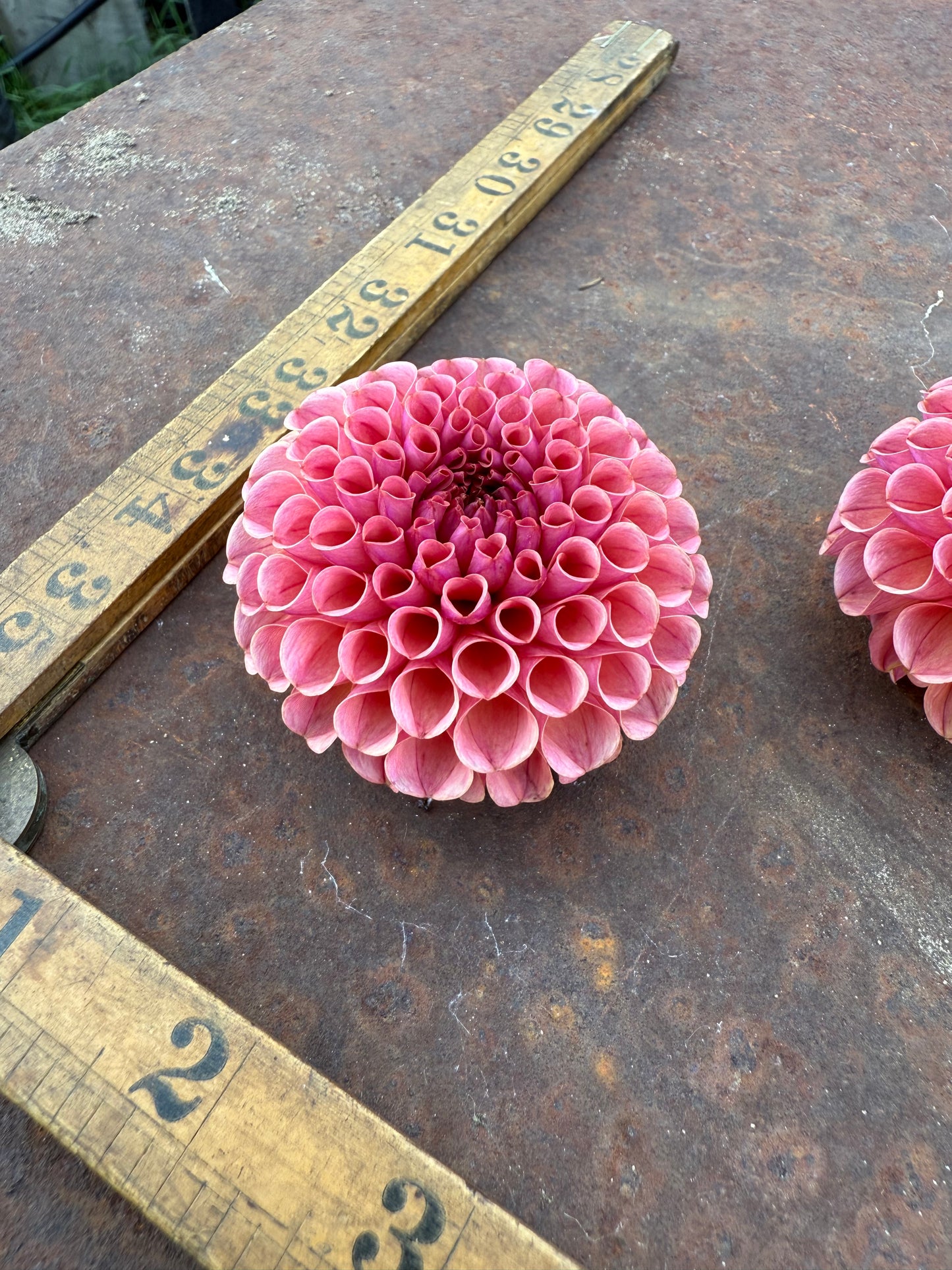 Ferncliff Rusty - Dahlia Tuber