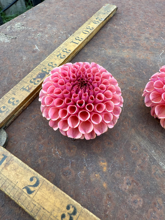 Ferncliff Rusty - Dahlia Tuber