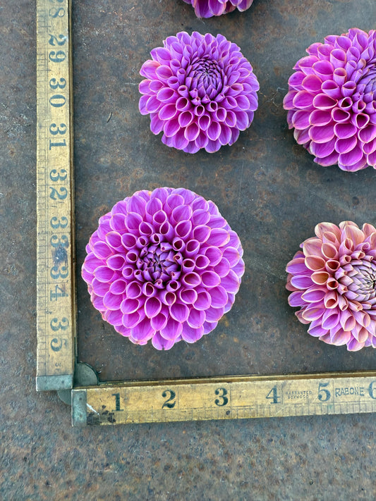 Isabel - Dahlia Tuber