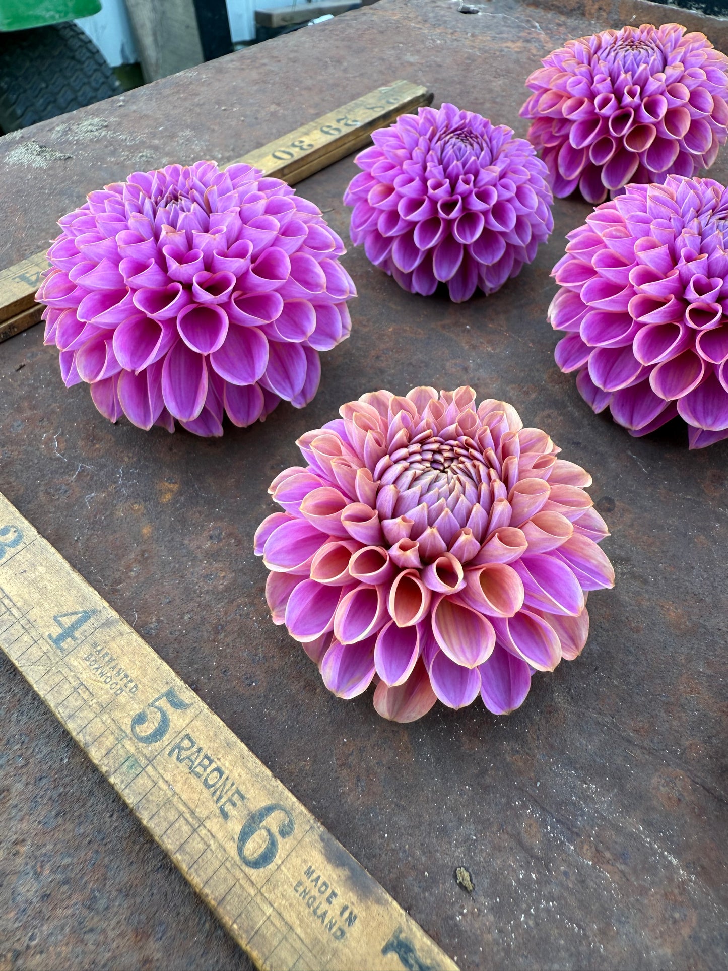 Isabel - Dahlia Tuber