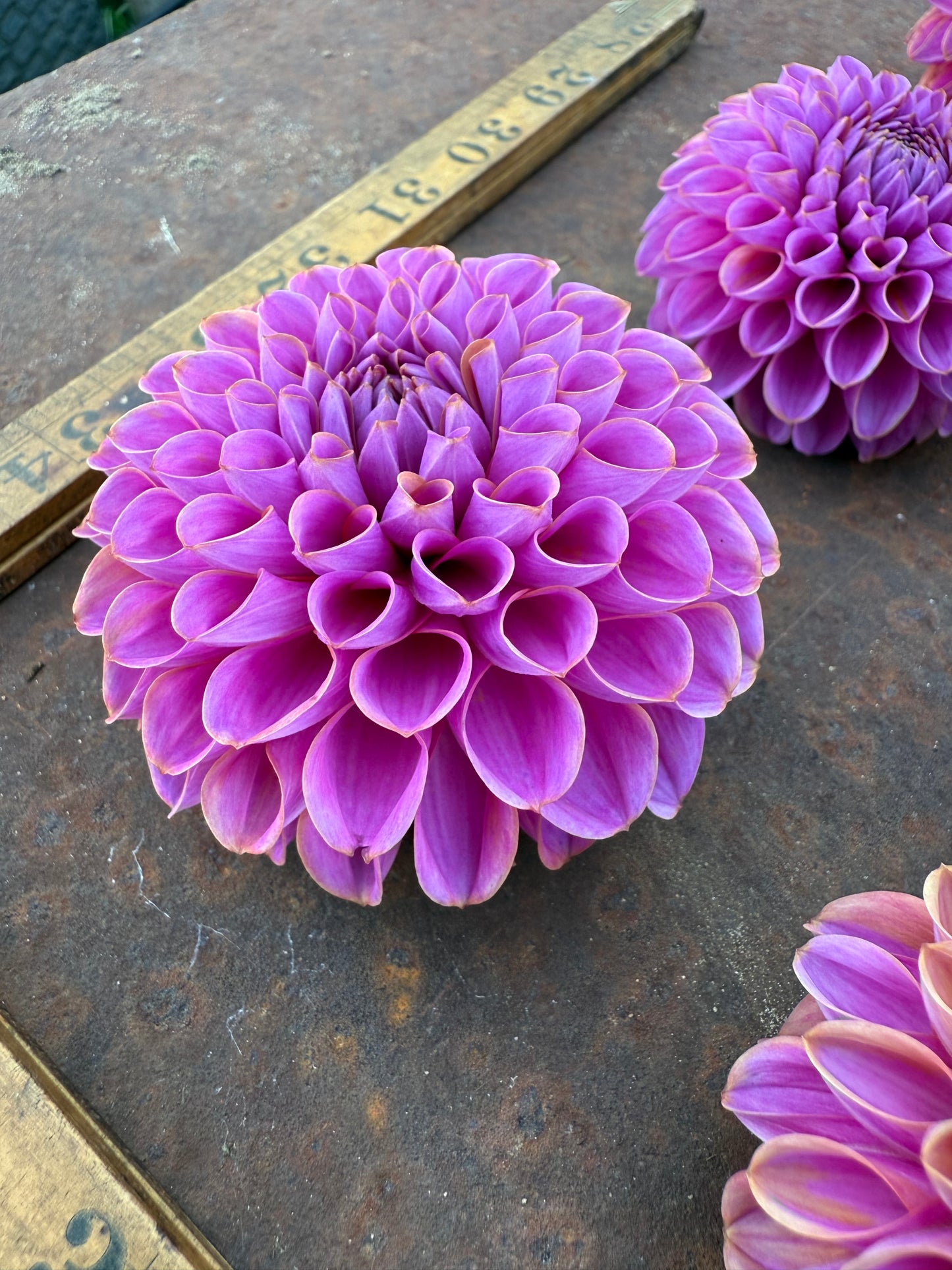 Isabel - Dahlia Tuber