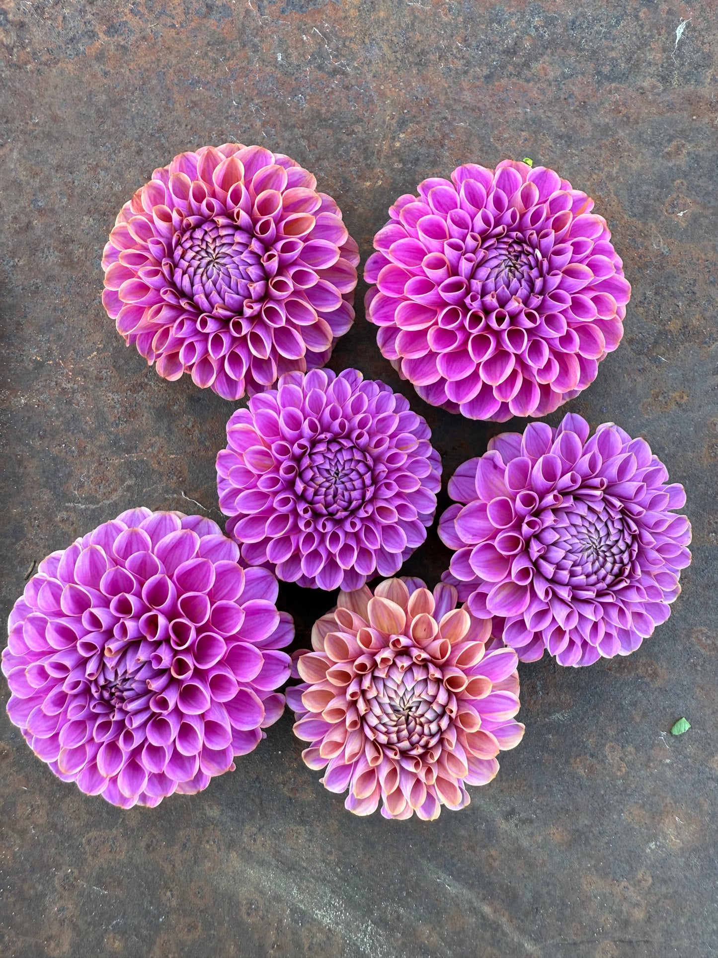 Isabel - Dahlia Tuber