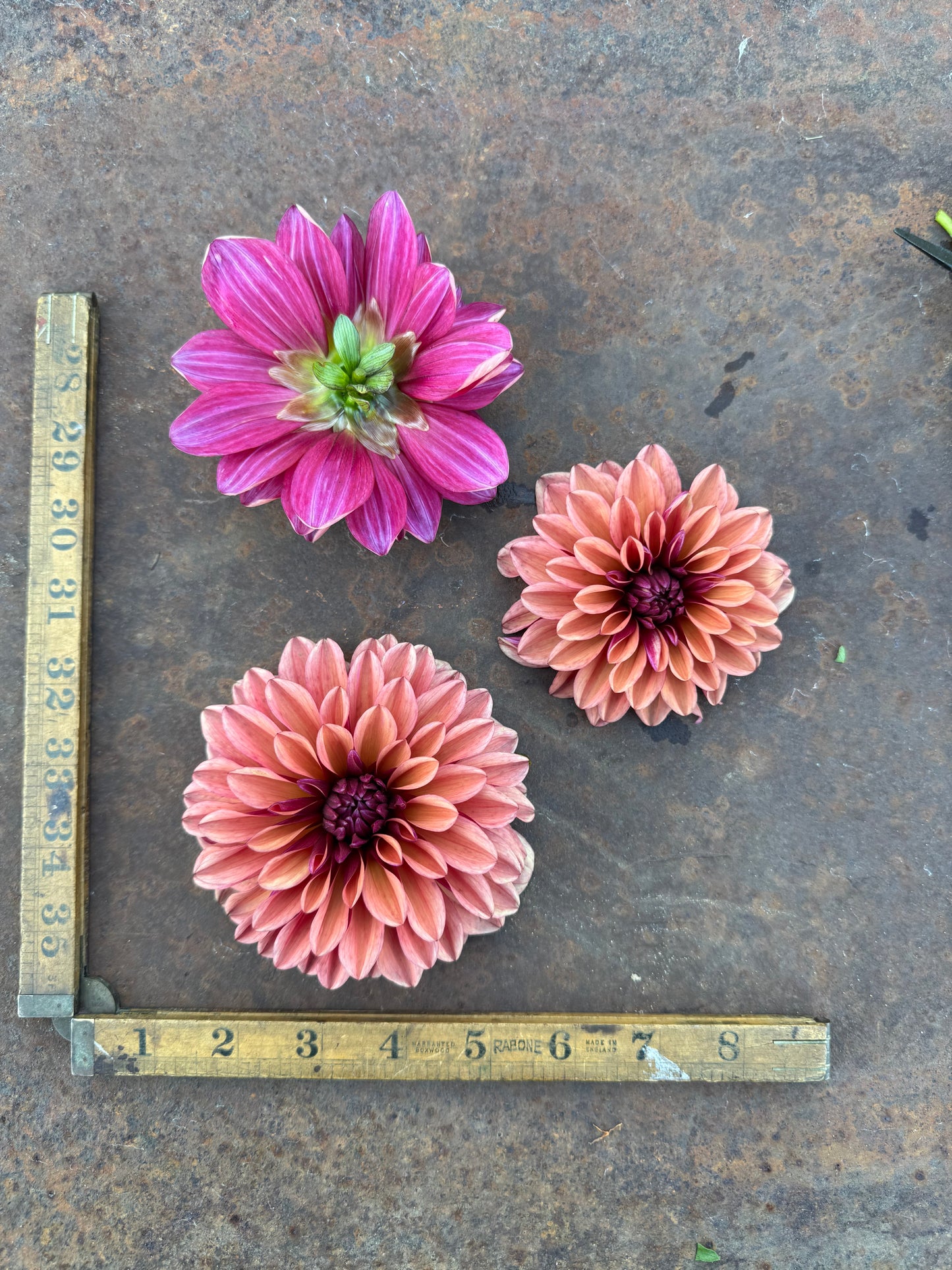 Mauve - No Name - Dahlia Tuber