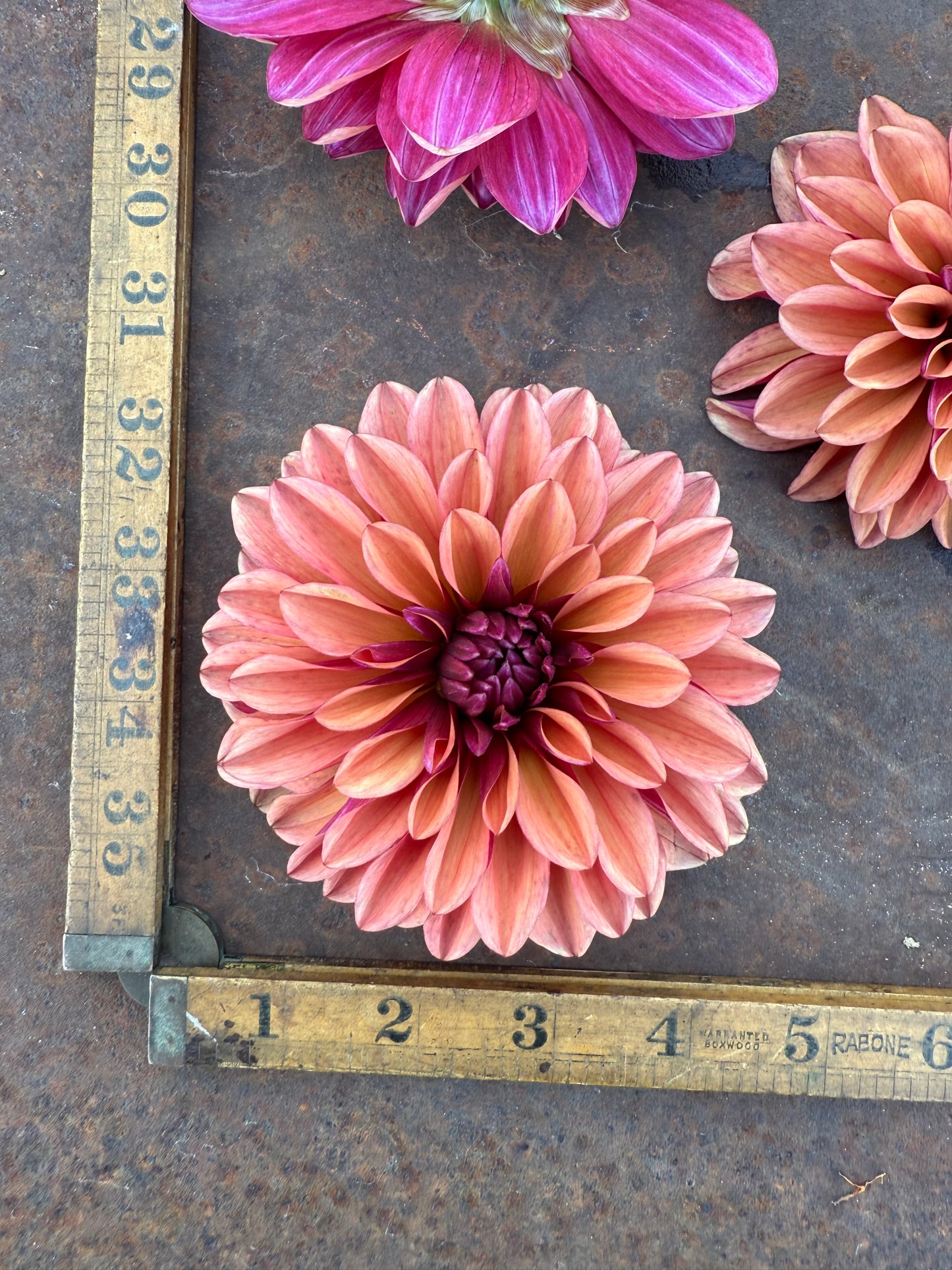 Mauve - No Name - Dahlia Tuber