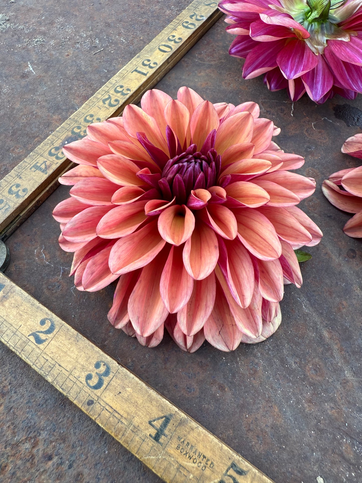 Mauve - No Name - Dahlia Tuber
