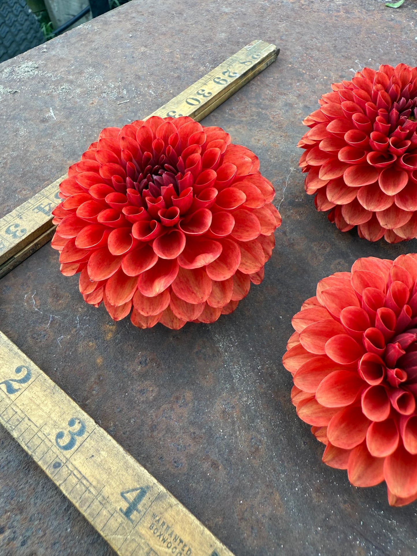 Brown Sugar - Dahlia Tuber
