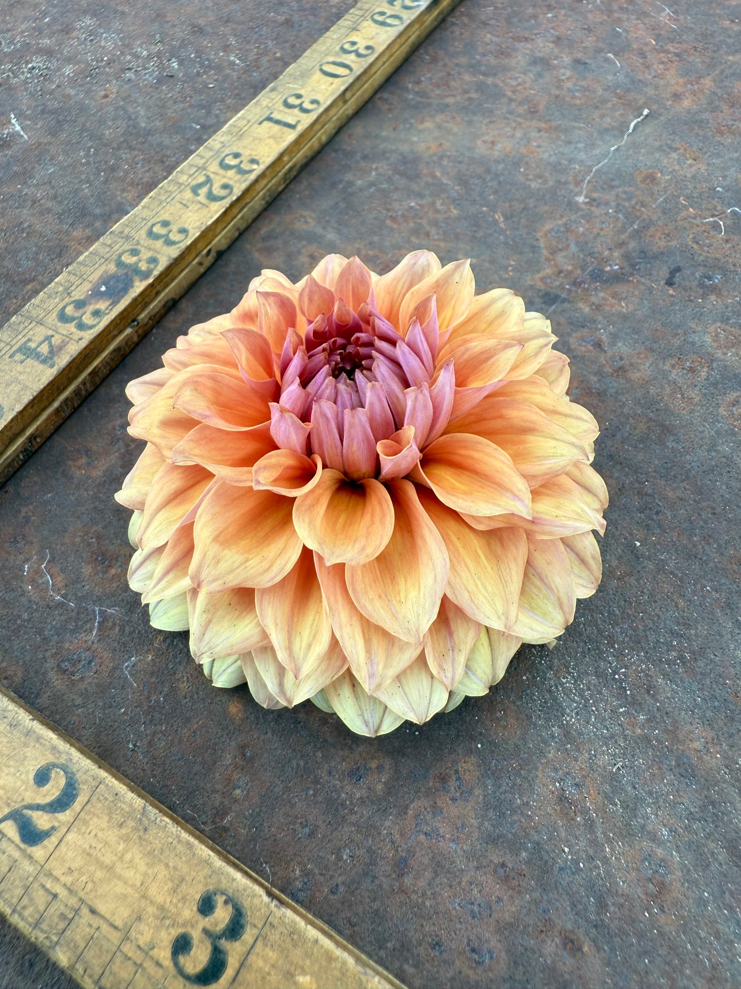 Smokey Mountain - Dahlia Tuber