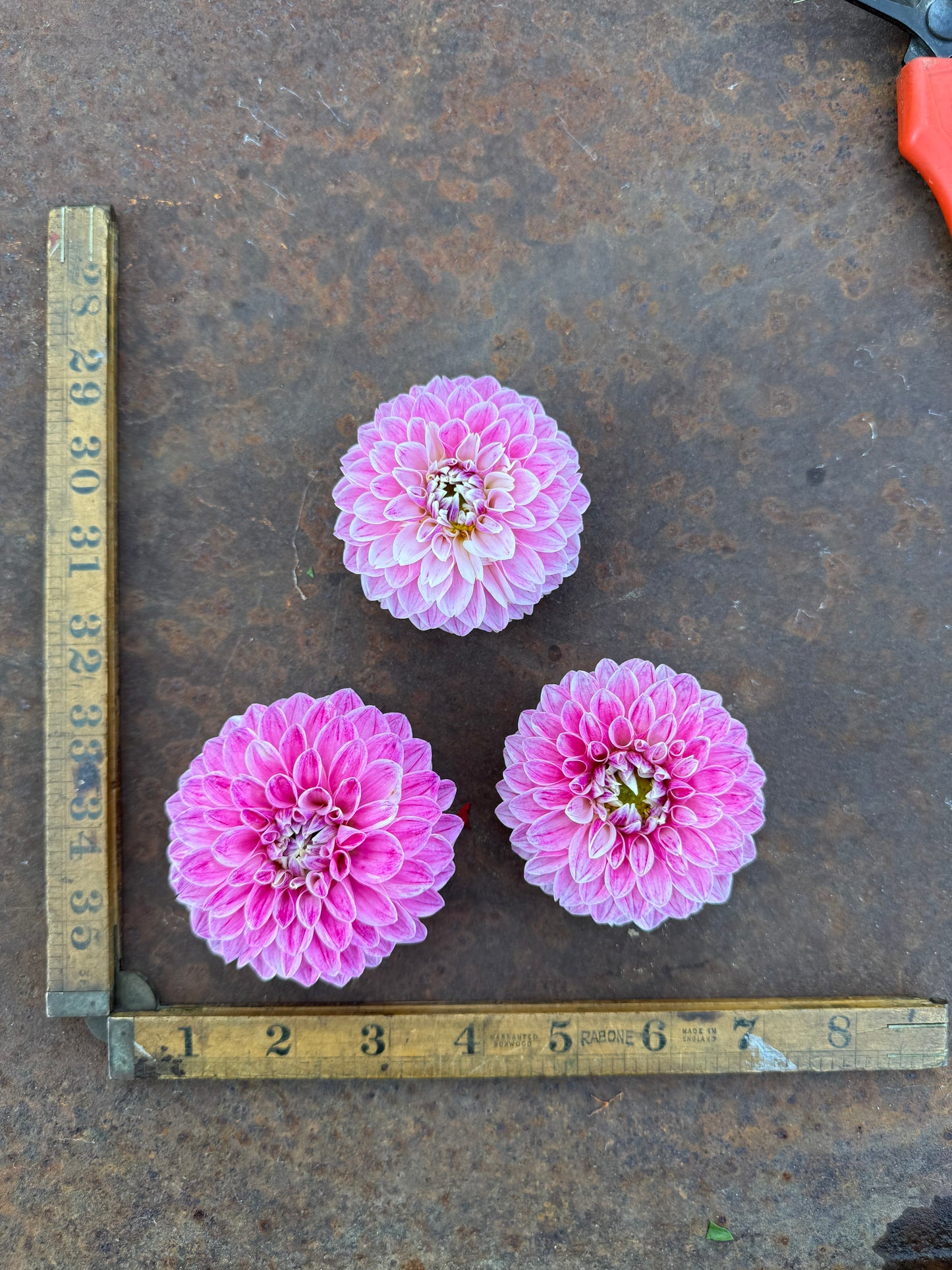 Marshmallow Baby - Dahlia Tuber