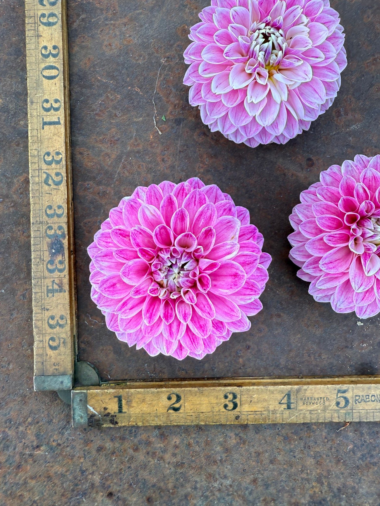 Marshmallow Baby - Dahlia Tuber