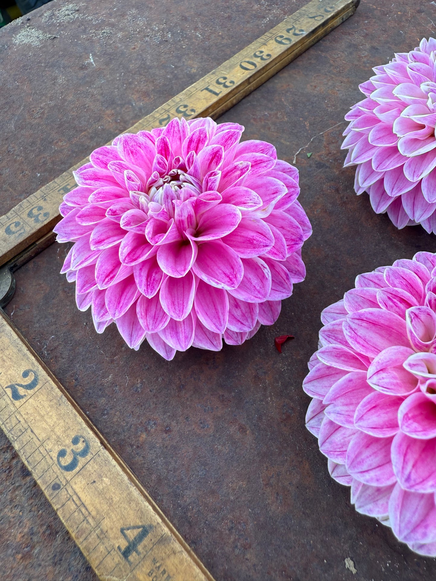 Marshmallow Baby - Dahlia Tuber