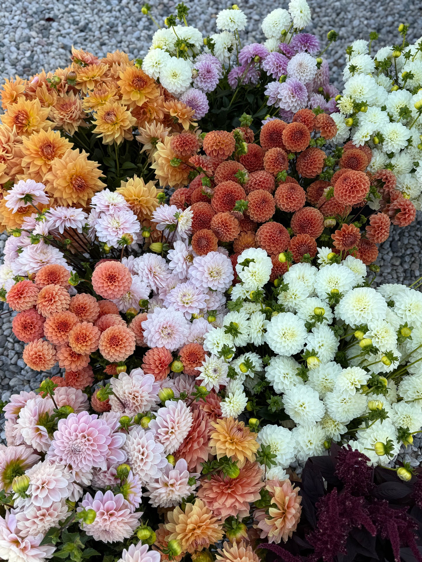 Cut Flower Power Pack- Dahlia Tuber