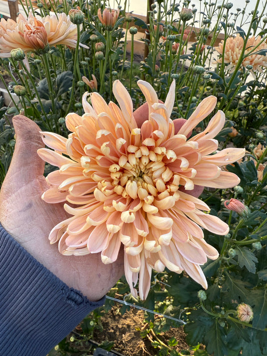 Krabi - Chrysanthemum Cutting (rooted)