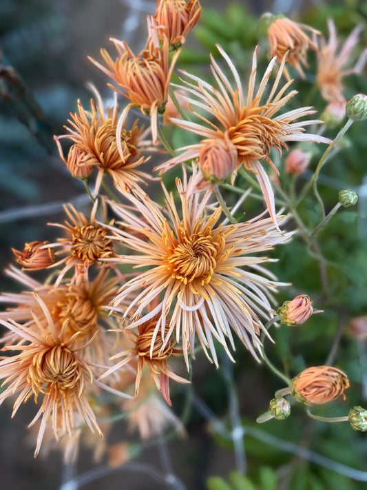 Bronze Raynonette - Chrysanthemum Cutting (rooted)