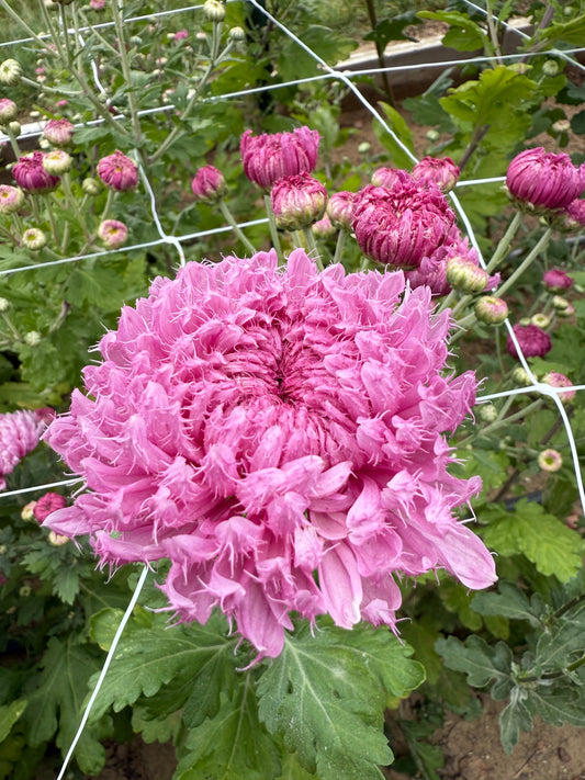 Gertrude - Chrysanthemum Cutting (rooted)