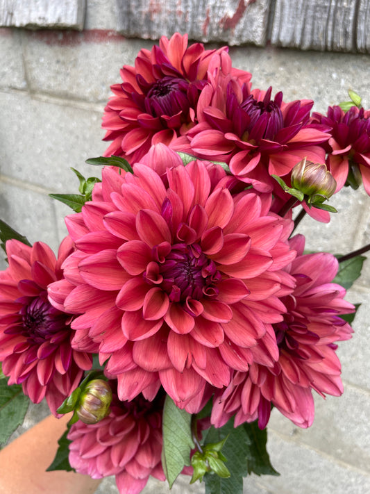 Mauve - No Name - Dahlia Tuber