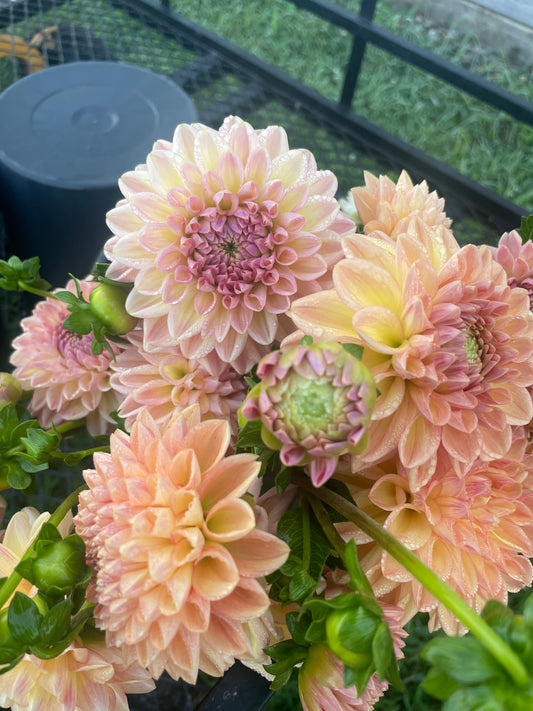 Lark's Ebbe - Dahlia Tuber