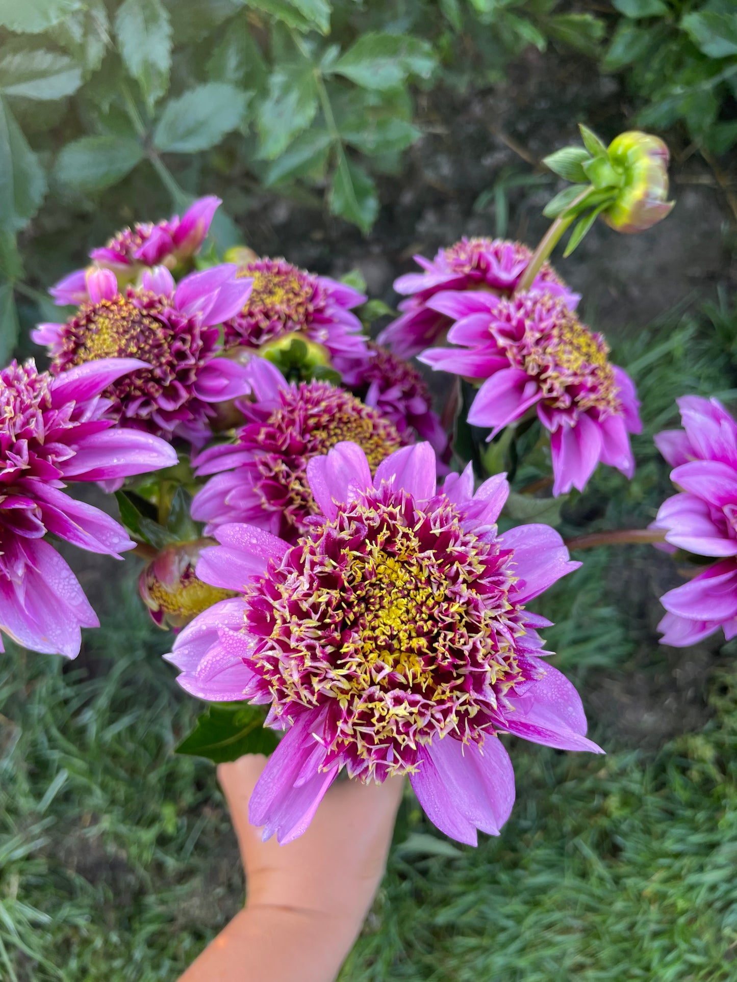 Fenna Baaij - Dahlia Tuber