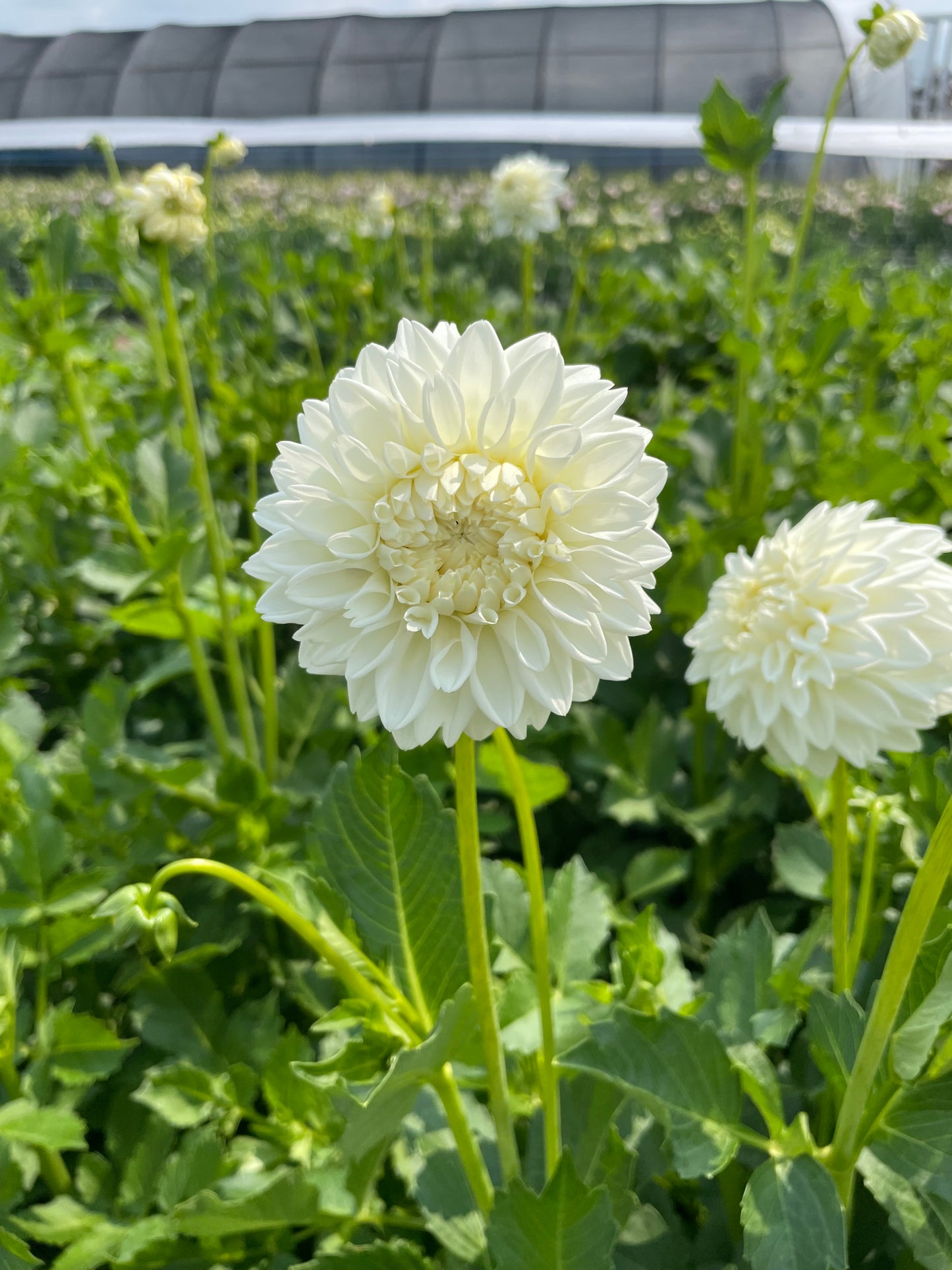Blizzard - Dahlia Tuber