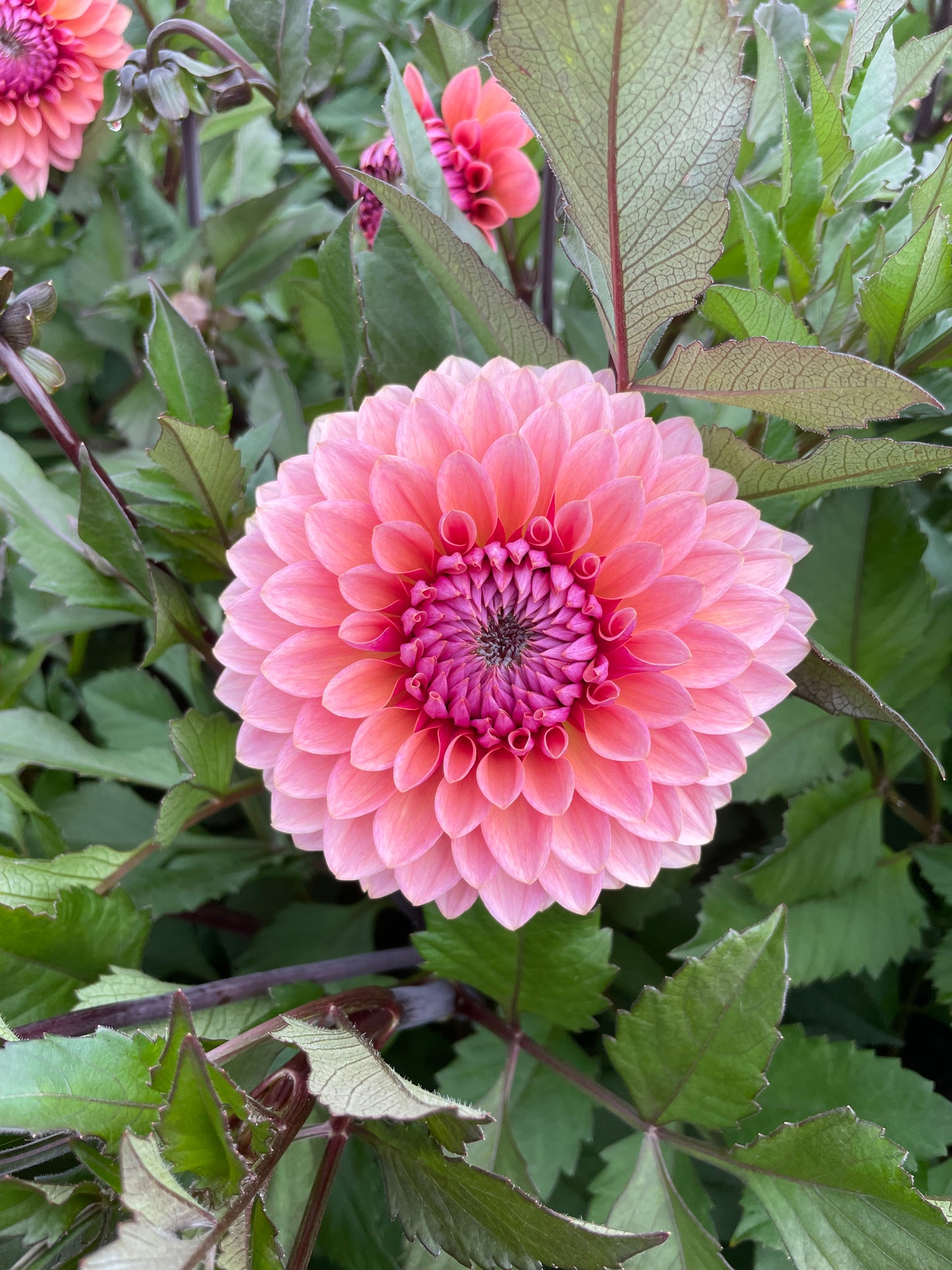 Sweet Sanne - Dahlia Tuber