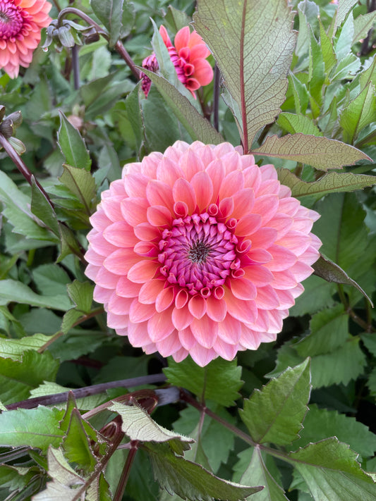 Sweet Sanne - Dahlia Tuber