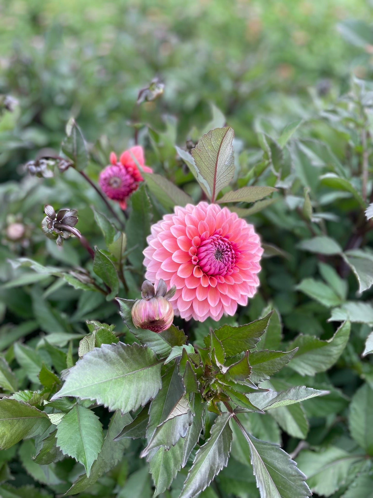 Sweet Sanne - Dahlia Tuber