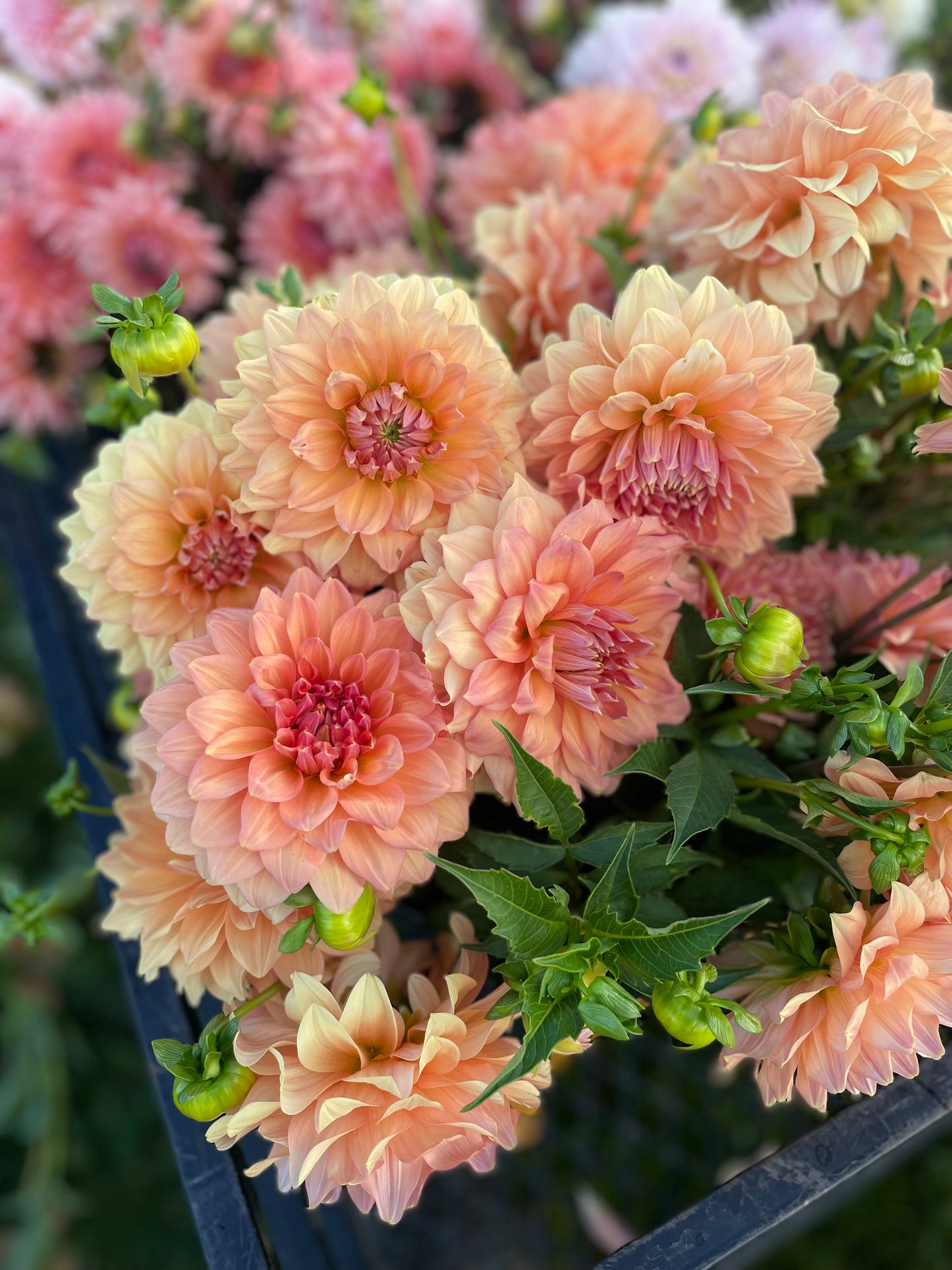 Apricot - Name Unknown - Dahlia Tuber