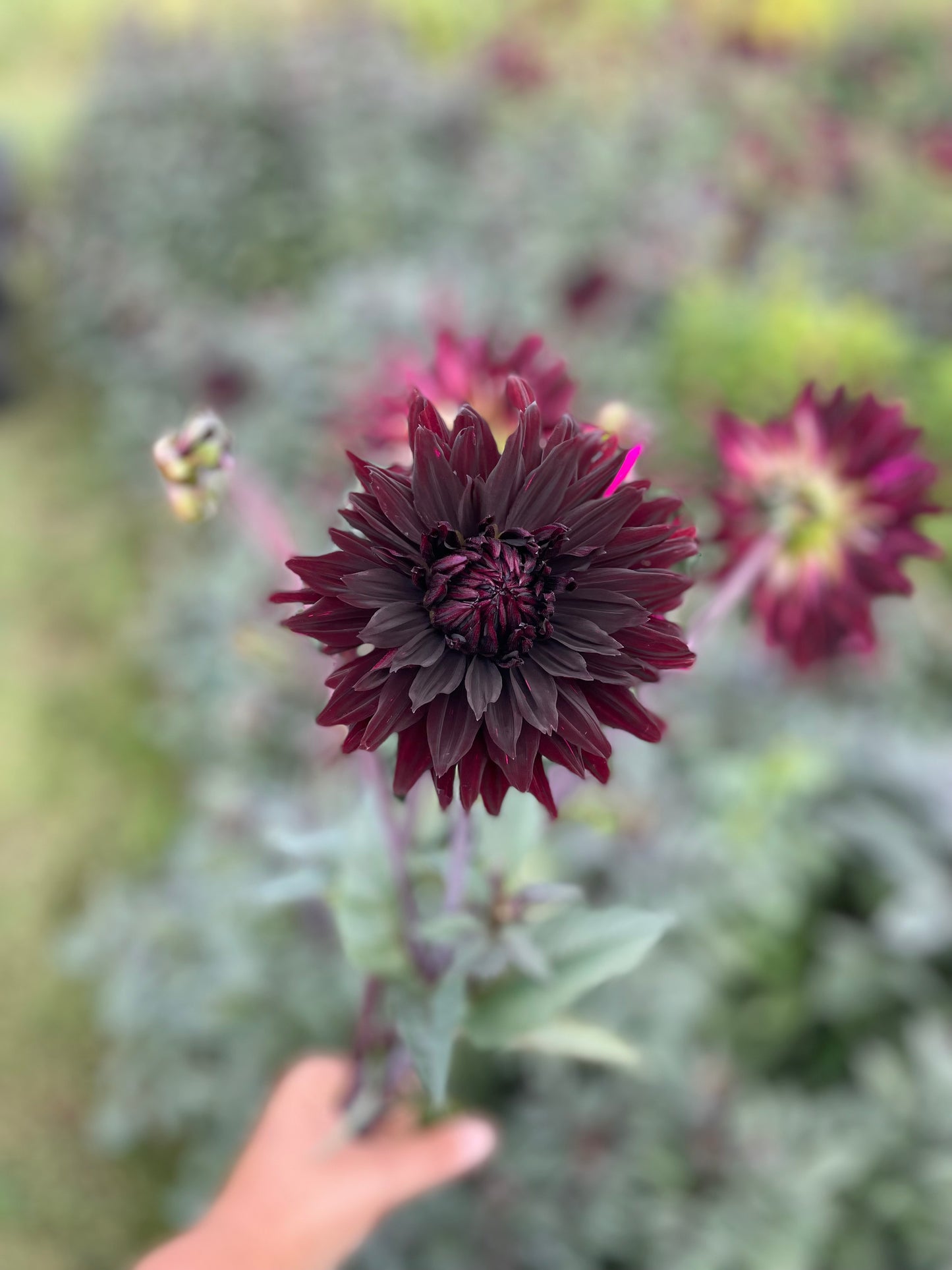 Black Jack - Dahlia Tuber