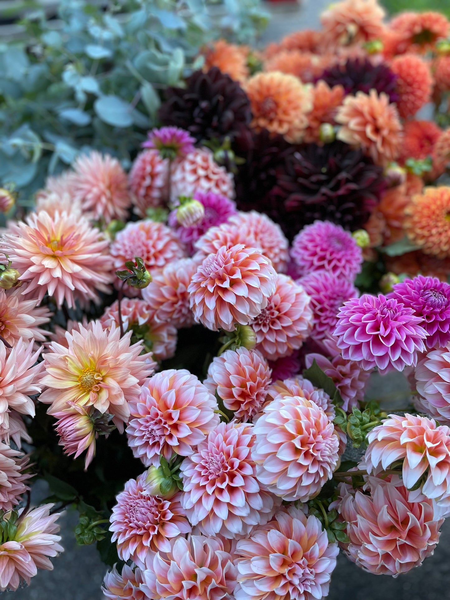 Late Summer Bouquet Subscription - for the dahlia lovers