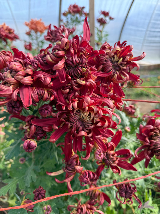 Crimson Tide - Chrysanthemum Cutting (rooted)