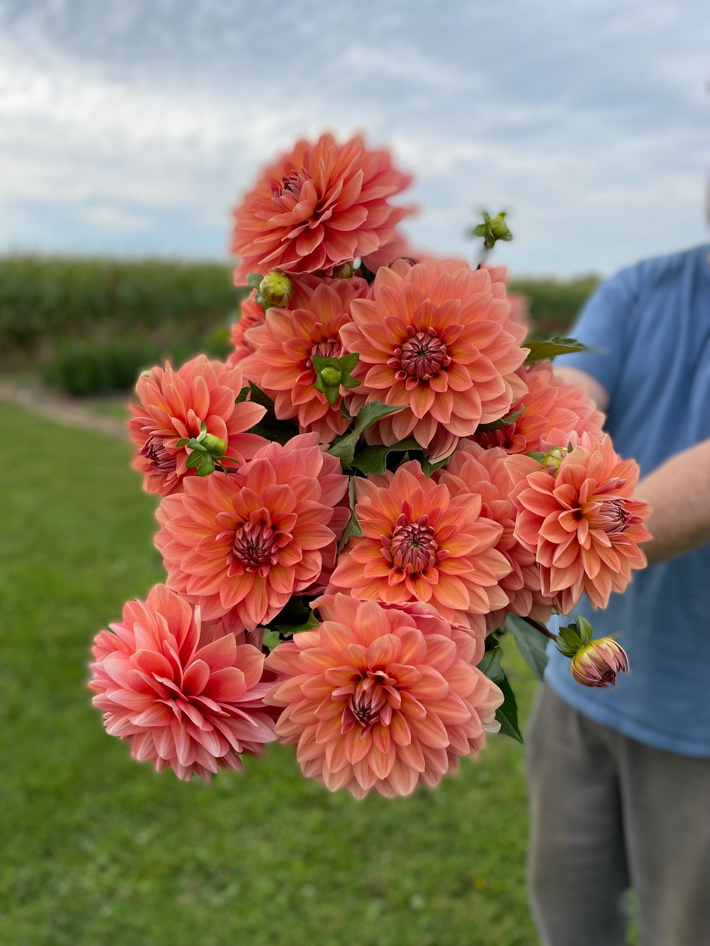 Nicholas - Dahlia Tuber