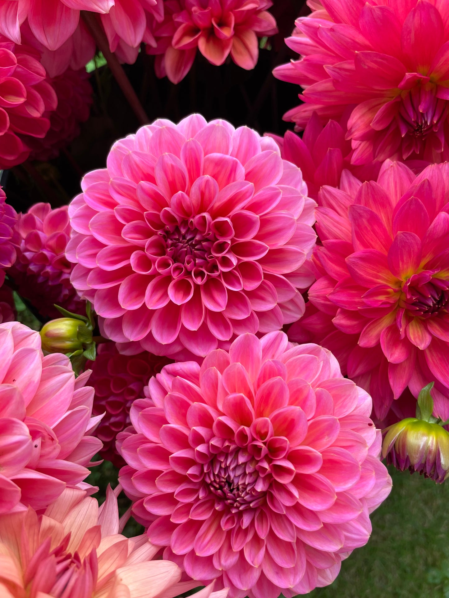 Sandra - Dahlia Tuber