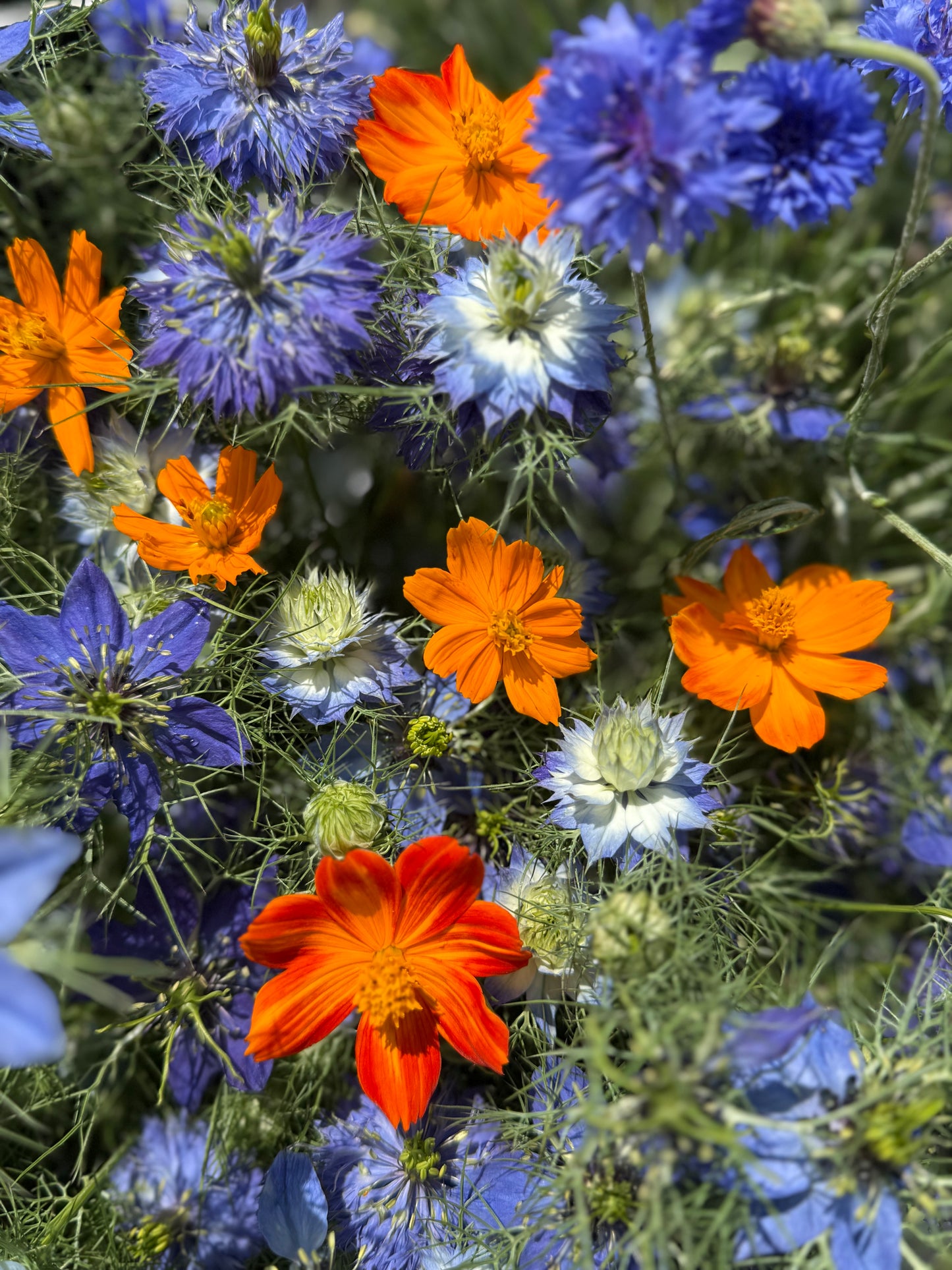 Edible Flower Pack