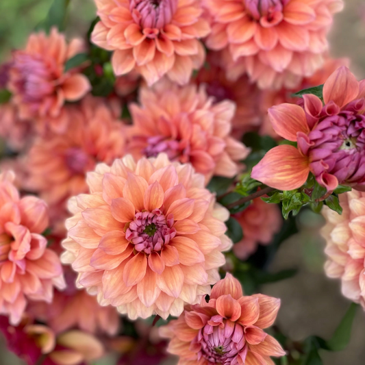 Smokey Mountain - Dahlia Tuber