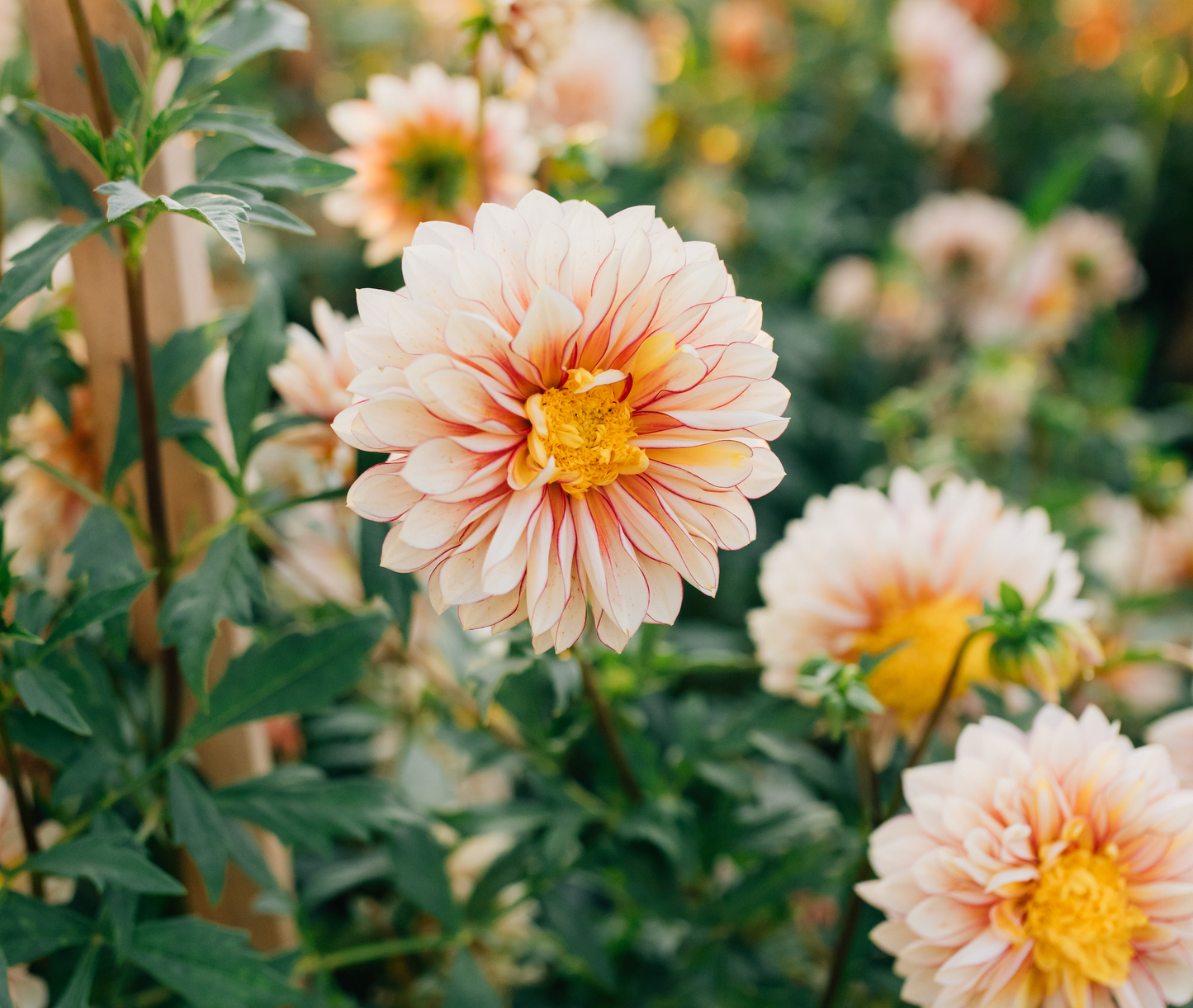 Polka - Dahlia Tuber