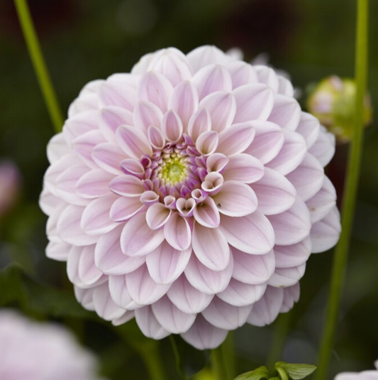Pink Silk - Dahlia Tuber