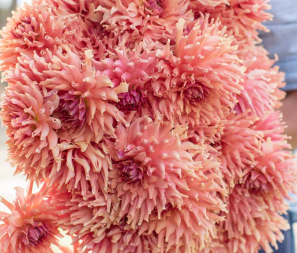 Terracotta- Dahlia Tuber