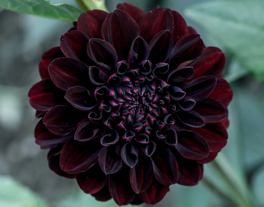 Recoleta - Dahlia Tuber