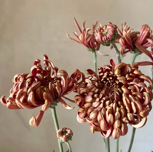 Fort Vancouver *exclusive in Canada* - Chrysanthemum Cutting (rooted)