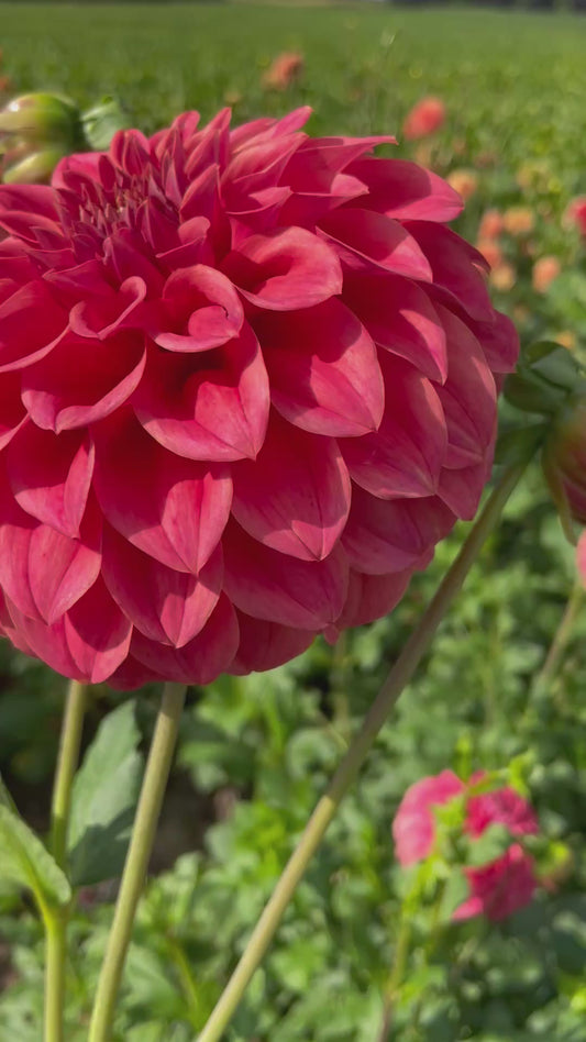 Sylvia Craig Hunter - Dahlia Tuber